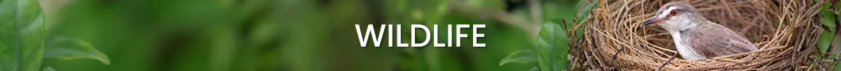 wildlife-1